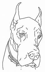 Coloring Kleurplaat Kleurplaten Hond Dane Honden Dieren Caini Mewarnai Colorat Anjing Hunde Caine Coloriages Desen Animasi Chiens Sketch Pitbull Malvorlagen sketch template