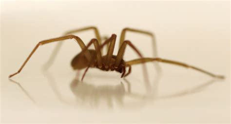 recluse spider bite eats hole  young womans ear nbc news