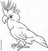 Papegaai Kaketoe Cockatoo Parrot Depositphotos Stockillustratie St2 Rechtenvrije Stockvectors Gelukkig Lachend Cacatúa Illustraties sketch template