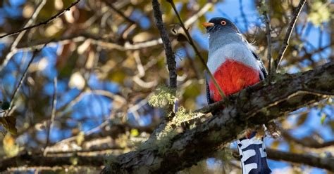 Dominicaanse Republiek Volledige Ervaring Met Vogels Kijken Van één