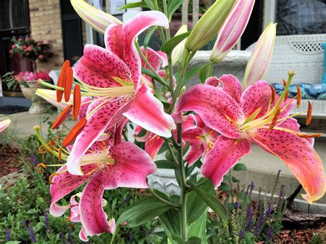 stargazers flowers stargazing garden