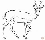 Springbok Gazelle Antelope Antilope Colorear Kolorowanki Kleurplaat Gacela Antylopa Gacelas Kolorowanka Druku Impala sketch template