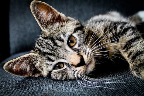 images gratuites mignonne animal de compagnie chaton felin faune