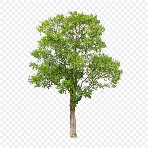 isolated tree png transparent isolated trees  white background tree