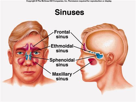 sinuses   nose