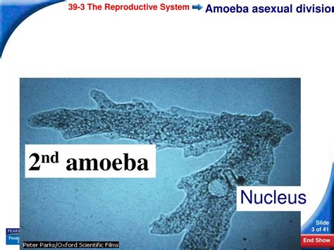 Ppt 39 3 The Reproductive System Powerpoint Presentation Free