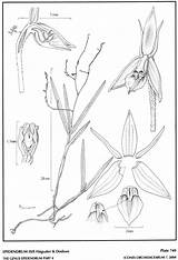 Dodson Epidendrum Lopez Amo Herbaria Hágsater Subgroup Isis 2004 Drawing Type Website Group sketch template