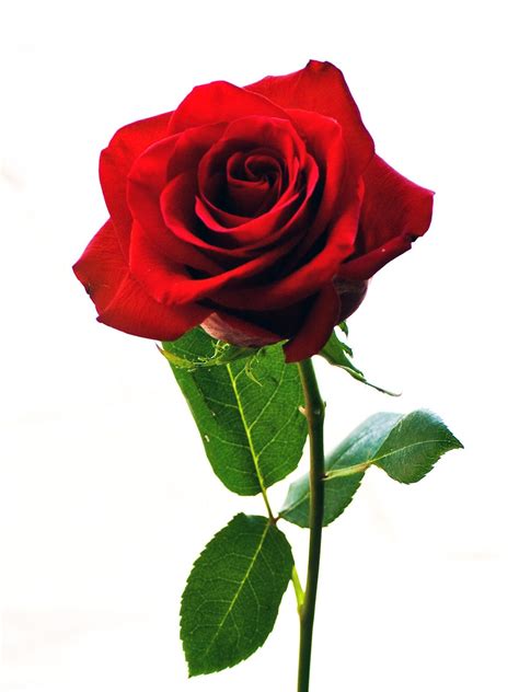 gambar bunga mawar  cantik gambar