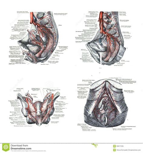 4 Views Of Female Human Sexual Organs Editorial Image