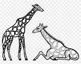 Giraffe Outline Coloring Clip Clipart Transparent sketch template
