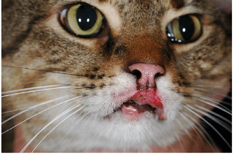 Classic Clinical Pictures Of Cats Affected By Feline Atopic Skin