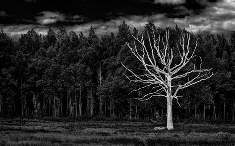 black  white forest background  desktop