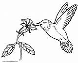 Coloring Pages Hummingbird Texas Print Bird Birds Printable State Flower Popular sketch template