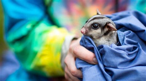 sugar gliders  lake macquarie state conservation area uts researcher tracks species
