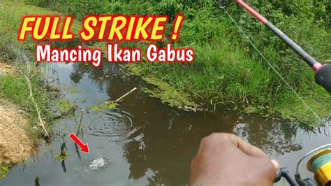 full strike mancing gabus  sawitan youtube