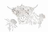 Colouring Book Highland Cow Beasties Gentle Pictured Russet Favourite Colours Cream Silver They Their Beautiful sketch template