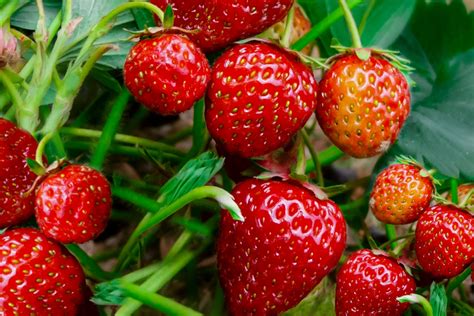 strawberries plant care growing guide