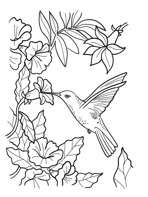 printable hummingbird coloring pages