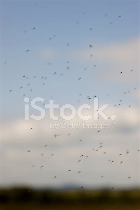 mosquito swarm stock photo royalty  freeimages