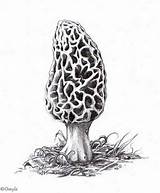 Morel Mushroom Mushrooms Hongos Tattoo Morels Botanical Moral Seta Imgarcade Pencil Clipground sketch template