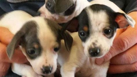 family dog finds  tiny puppies abandoned   trash bag