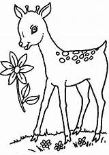 Deer Coloring Tulamama sketch template