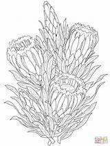 Protea Coloring Pages Flower Gladiolus Drawing Neriifolia Printable Drawings Color Colouring Outline Line Adult Template Supercoloring Sketch Bouquet Sketches Simple sketch template