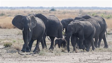 elephant herd lensman lennart hessel photography