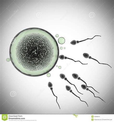 sperm and egg cell microscopic stock illustration image 44093975