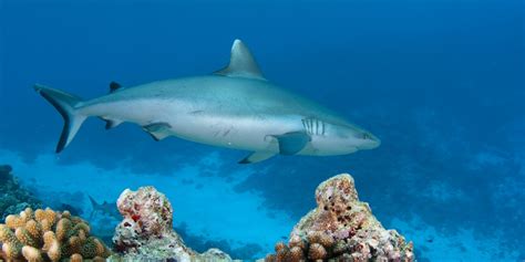 muessen haie sterben damit wir leben koennen wildtiere heuteat