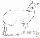 Dik Antelope Coloring Pages Drawing sketch template