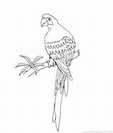 Pages Budgie Coloring Getcolorings Parrot sketch template