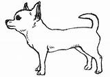 Chihuahua Coloring Pages Coloringway sketch template