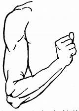 Arm Clipart Cartoon Clip Elbow Left Bones Cliparts Diagram Etc Science Project Hand Body Large Parts Clipartbest Use Gif Word sketch template