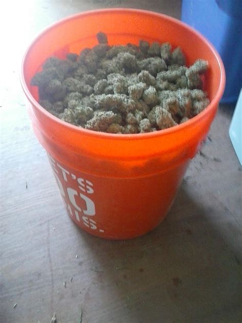 trim season is underway here in california this bucket holds 3 pounds which