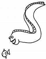 Eel Coloring Pages Electric Color Animals Drawing Animal Moray Getdrawings Sheet Print sketch template