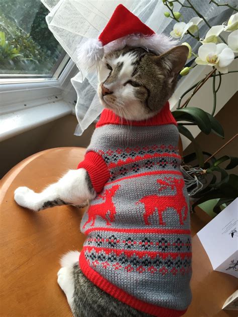 people are dressing cats in adorable christmas sweaters and the cats