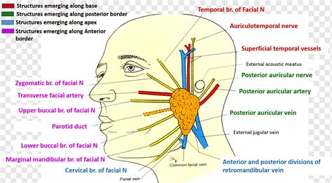 parotis parotis posterior auricularis  facialis oberflaechlicher