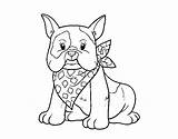 Bulldog French Coloring Coloringcrew sketch template