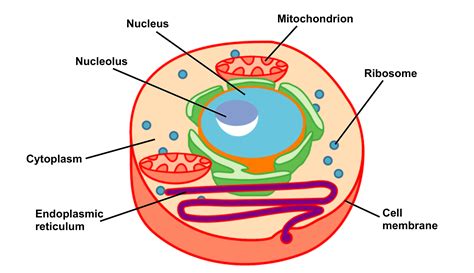 cell structure  function part   organelles medical exam prep