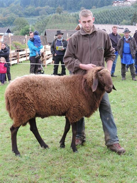 braune bergschaf brown mountain sheep roving etsy   sheep breeds sheep reptiles pet