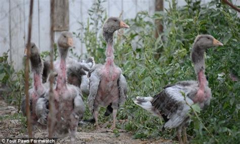 Gaping Flesh Wounds Birds Crying In Pain The Barbaric