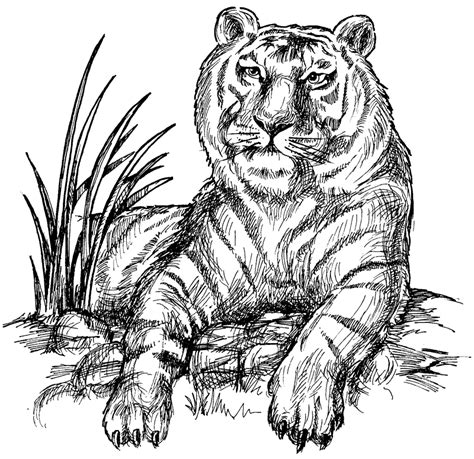 siberian tiger coloring  siberian tiger coloring