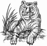 Tiger Coloring Pages Color Animals Adults Siberian Printable Siberean Book Animal Only India Sheets Sheet Print Popular Wild 51kb 776px sketch template