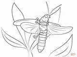 Firefly Vagalume Insect Silhuetas sketch template