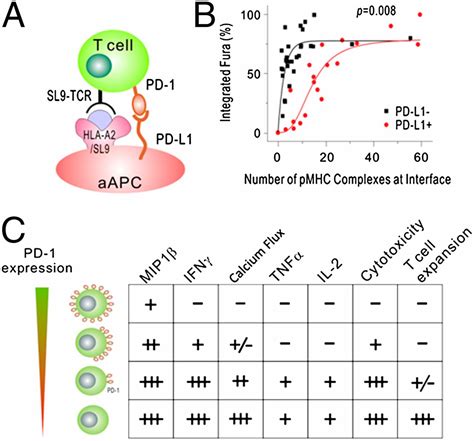 strength  pd  signaling differentially affects  cell effector