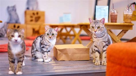 cat cafes  tokyo  purr fect companion byfood