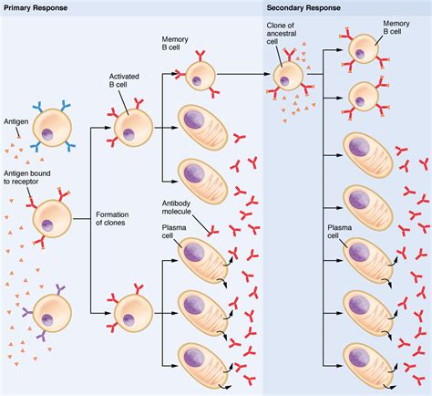 difference  primary  secondary immune response definition