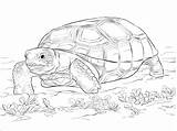 Tortoise Gopher Tortuga Turtle Realista Dibujo Sulcata Tartaruga Tortise Coloringbay sketch template