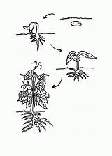 Plant Coloring Growing Plants Bean Lifecycle Cycle Life Clipart Grow Popular Library Sketch sketch template